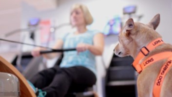 Hearing dog watching lady exercising on an indoor rower